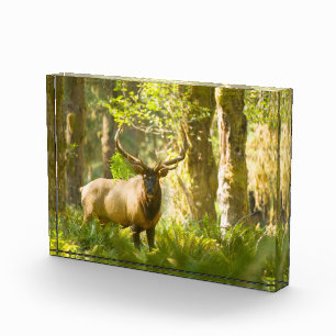 Bloc Photo Wapiti de Roosevelt Parc national Olympique, Was