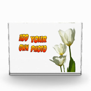 Bloc photo White Sunny Tulips