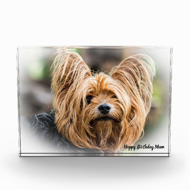 Bloc Photo Yorkshire Terrier Dog. (Devant)