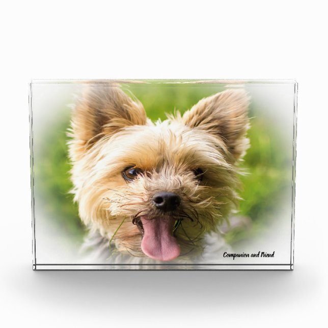 Bloc Photo Yorkshire Terrier Dog. (Devant)