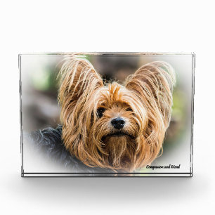 Bloc Photo Yorkshire Terrier Dog.
