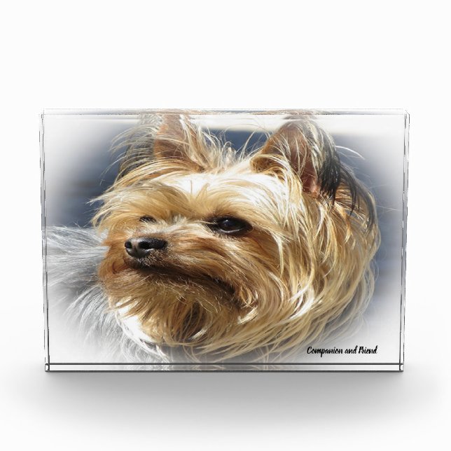 Bloc Photo Yorkshire Terrier Dog. (Devant)