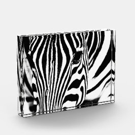 Bloc Photo Zebra portrait noir et blanc
