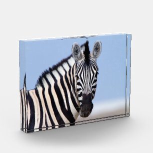 Bloc Photo Zebra vous regarde avec la photo bleu ciel