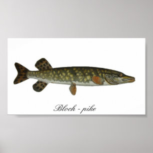 Bloch - affiche de brochet