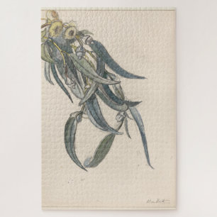 Bloeiende tak van een eucalyptus