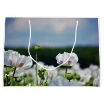Bloemen veld, Papaver somneferum maanzaad bloem.