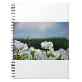 Bloemen veld, Papaver somneferum maanzaad bloem. Notizblock