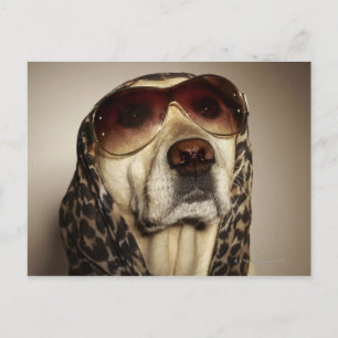 Blond Labrador Retriever mit Sonnenbrille Postkarte