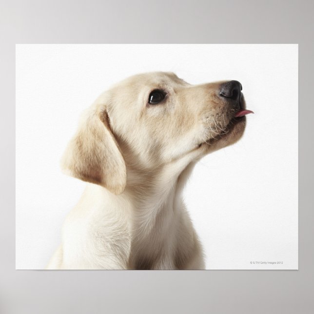 Blond Labrador Welpe, die die Zunge heraushält Poster (Vorne)