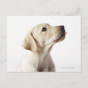 Blond Labrador Welpe, die die Zunge heraushält Postkarte