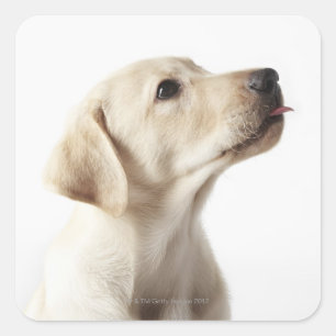 Blond Labrador Welpe, die die Zunge heraushält Quadratischer Aufkleber