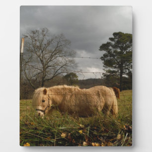 Blond Miniature Pony / Pferd Fotoplatte