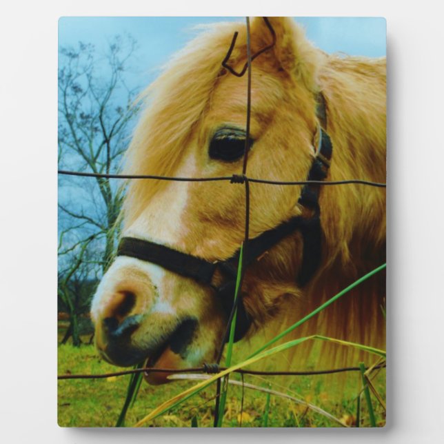 Blond Miniature Pony / Pferdeblauer Himmel Fotoplatte (Vorderseite)