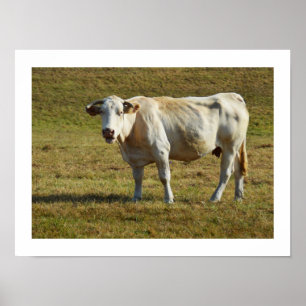 Blonde-Aquitaine-Kuh Poster