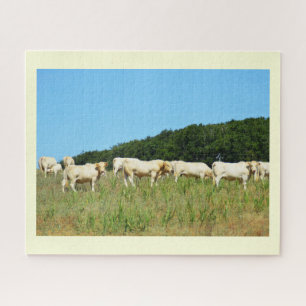 Blonde Aquitaine Rinder
