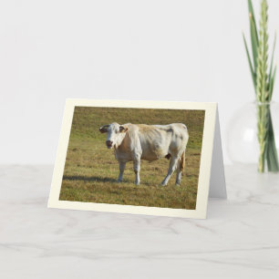 Blonde d'Aquitaine Kuh Feiertagskarte