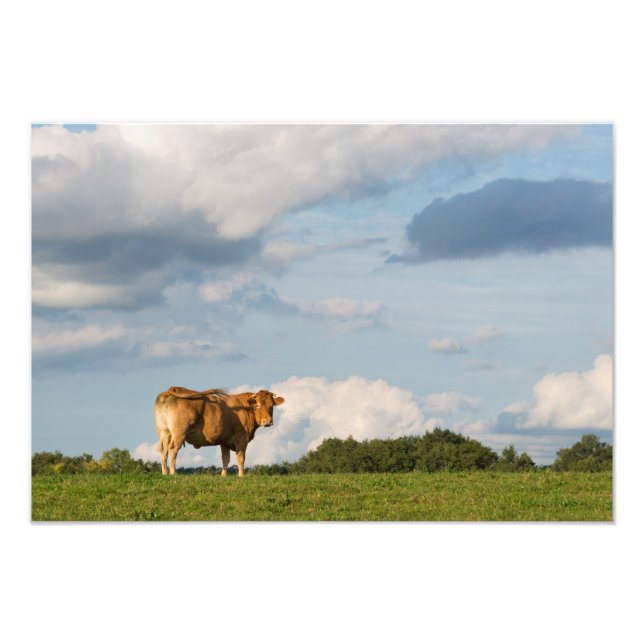 Blonde d'Aquitaine Kuh in der Region Dordogne, Fra Fotodruck (Vorne)