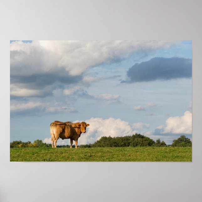 Blonde d'Aquitaine Kuh in der Region Dordogne, Fra Poster (Vorne)