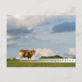 Blonde d'Aquitaine Kuh in der Region Dordogne, Fra Postkarte