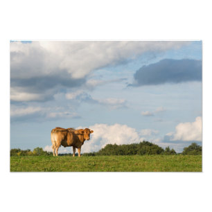 Blonde d'Aquitaine Kuh in Dordogne-Region, Fotodruck