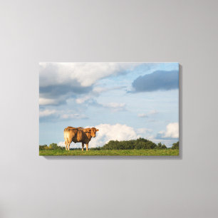 Blonde d'Aquitaine Kuh in Dordogne-Region, Leinwanddruck