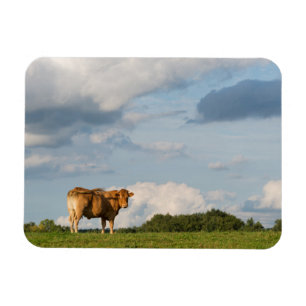 Blonde d'Aquitaine Kuh in Dordogne-Region, Magnet