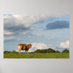 Blonde d'Aquitaine Kuh in Dordogne-Region, Poster