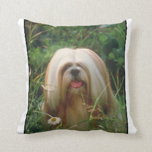 Blondes Kissen Lhasas Apso