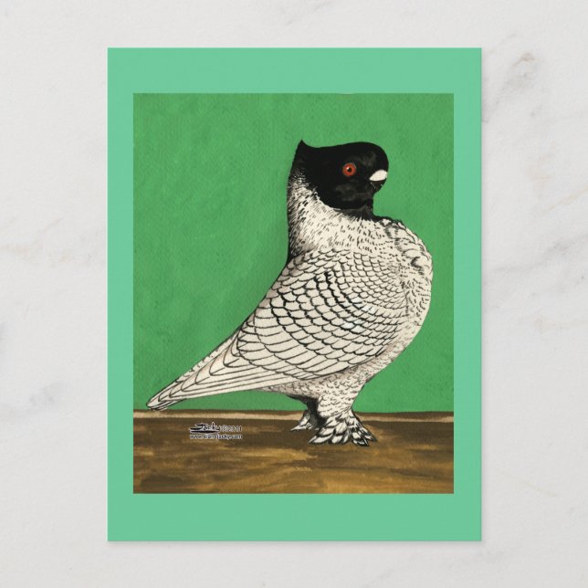 Blondinette Frill Pigeon Postkarte (Vorderseite)