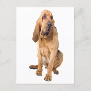 Bloodhound Chien Chien Chien Blank Grey Carte Post