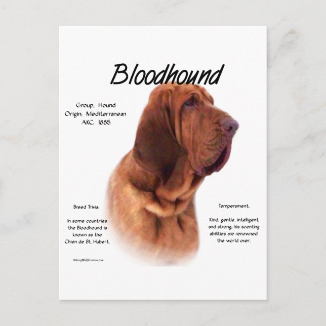Bloodhound History Design Postkarte (Vorderseite)