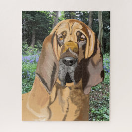 Bloodhound Portrait