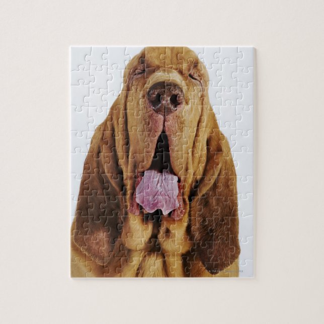 Bloodhound (St. Hubert Hound) mit geschlossenen Au (Vertikal)
