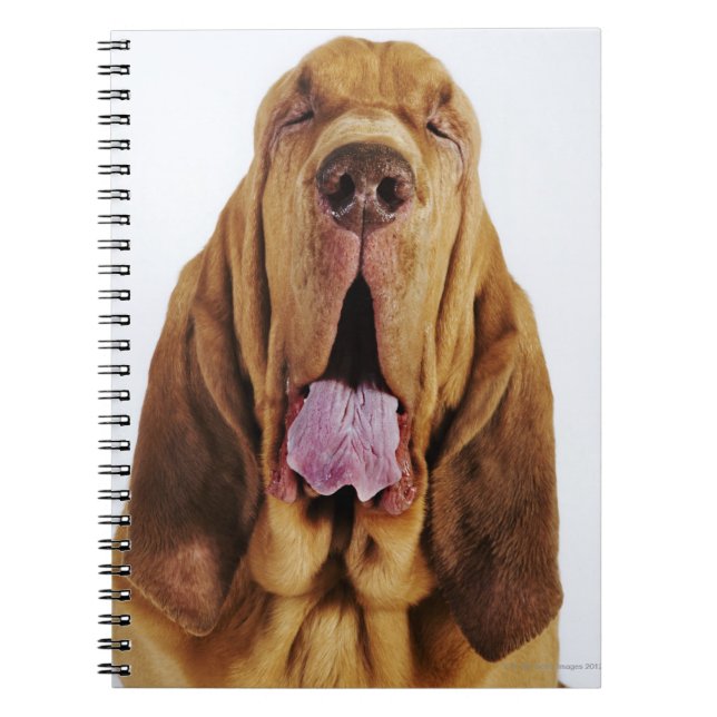 Bloodhound (St. Hubert Hound) mit geschlossenen Au Notizblock (Vorderseite)