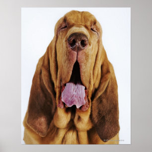 Bloodhound (St. Hubert Hound) mit geschlossenen Au Poster
