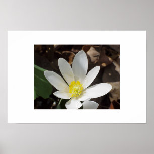 Bloodroot-Blume Poster