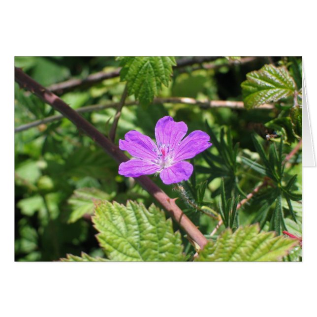 Bloody Cranesbill, Aran Islands, Irlande (Devant Horizontal)