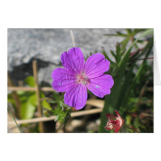 Bloody Cranesbill-Blume
