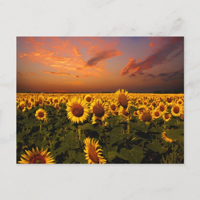 Bloody Skies Postkarte (Vorderseite)