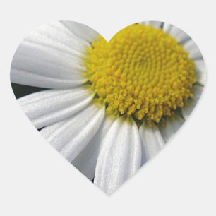 Bloom center white daisy Herz-Aufkleber