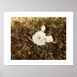 Bloom-Farbfotografie Poster