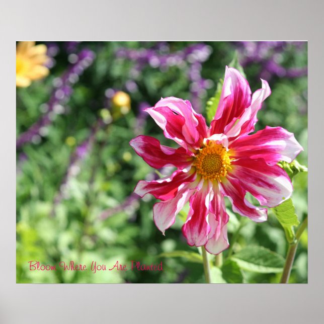 Bloom Where You Are Planted Poster (Vorne)