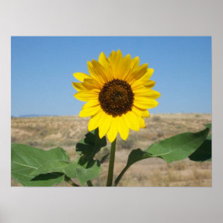 Bloom where you are Planted - Prärien Blume Print Poster