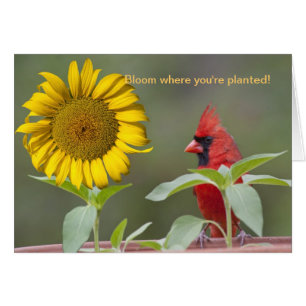 Bloom, wo du gepflanzt bist!
