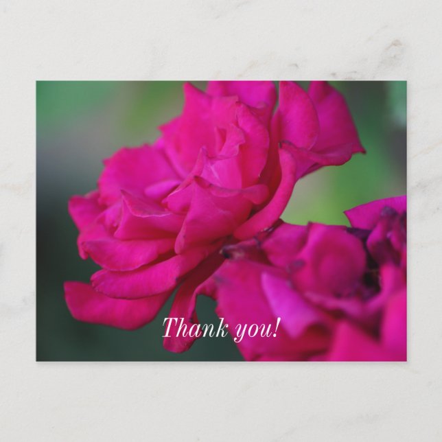 Bloomed Pink Rose Danke, Postcard Postkarte (Vorderseite)