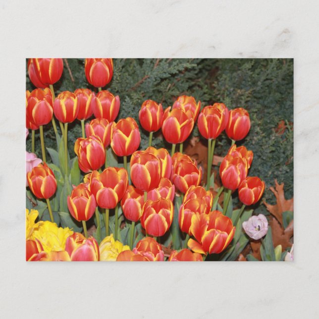 Bloomin' Tulips! Postkarte (Vorderseite)