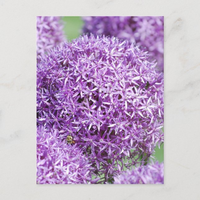 Blooming Allium Blume Postcard Postkarte (Vorderseite)