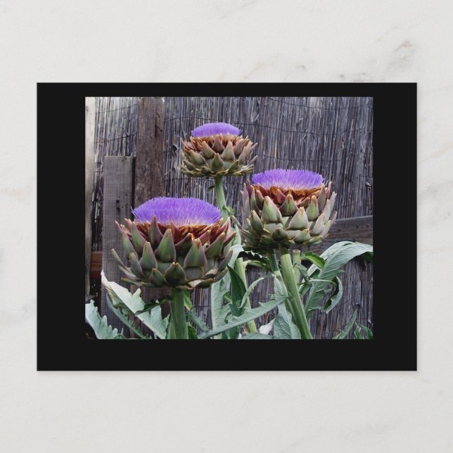 Blooming Artichokes Postkarte (Vorderseite)