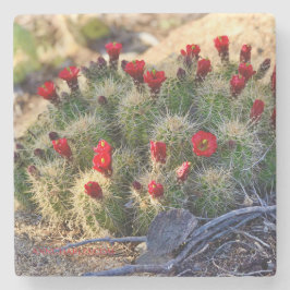 Blooming Cactus photography von Ann Charles Steinuntersetzer